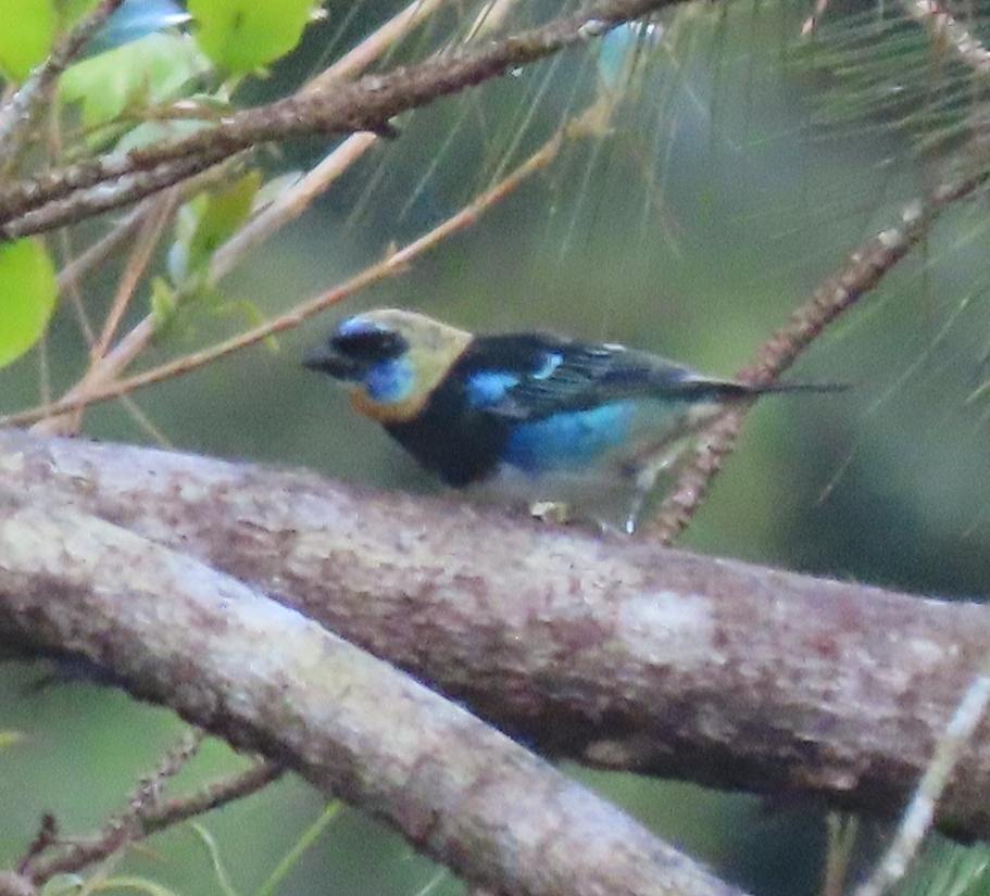 Golden-hooded Tanager - ML645122738