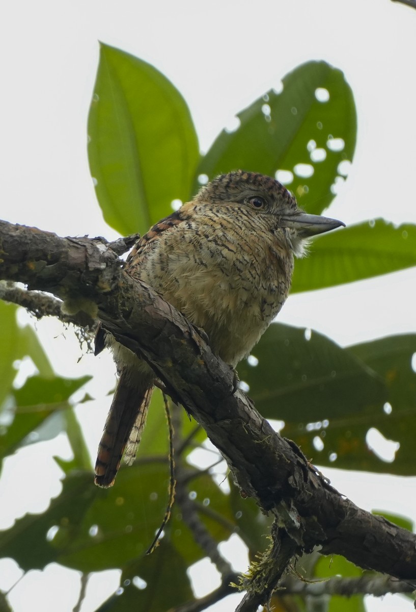 Barred Puffbird - ML645122746
