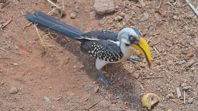 ヒガシキバシコサイチョウ - ML645122750