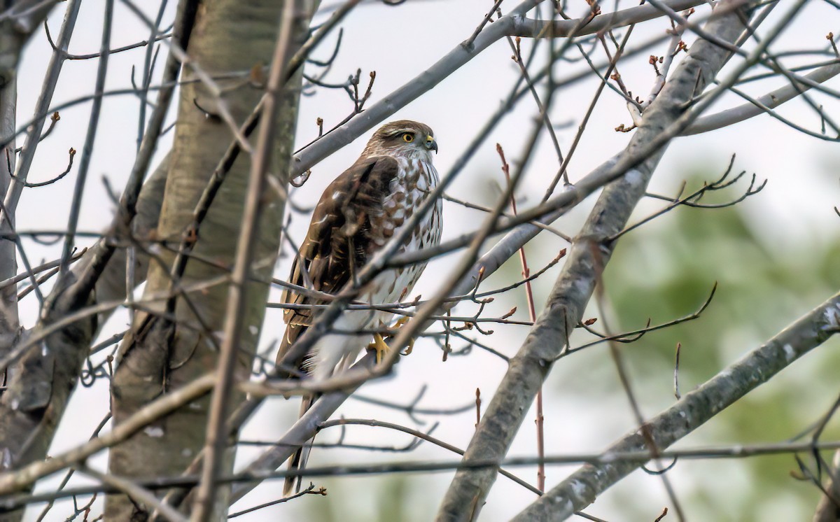 Sharp-shinned Hawk - ML645122753