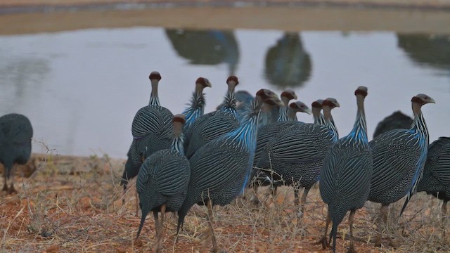 פנינית נשרית - ML645122761