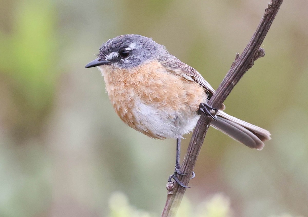 Gray-backed Tachuri - ML645122765