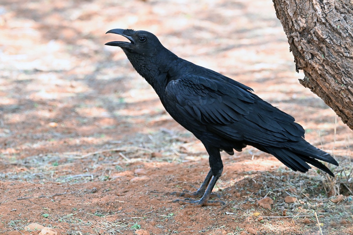 Kısa Kuyruklu Kuzgun - ML645122783