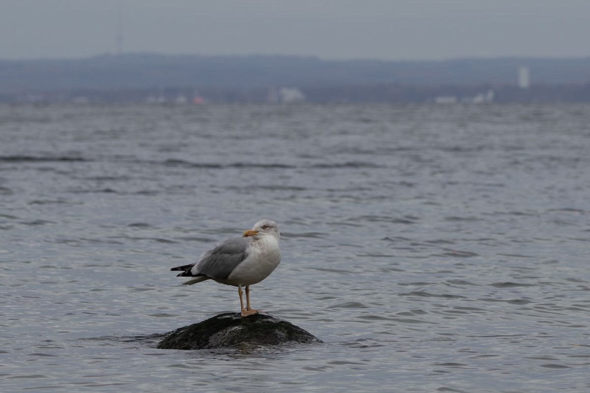 European Herring Gull - ML645122808