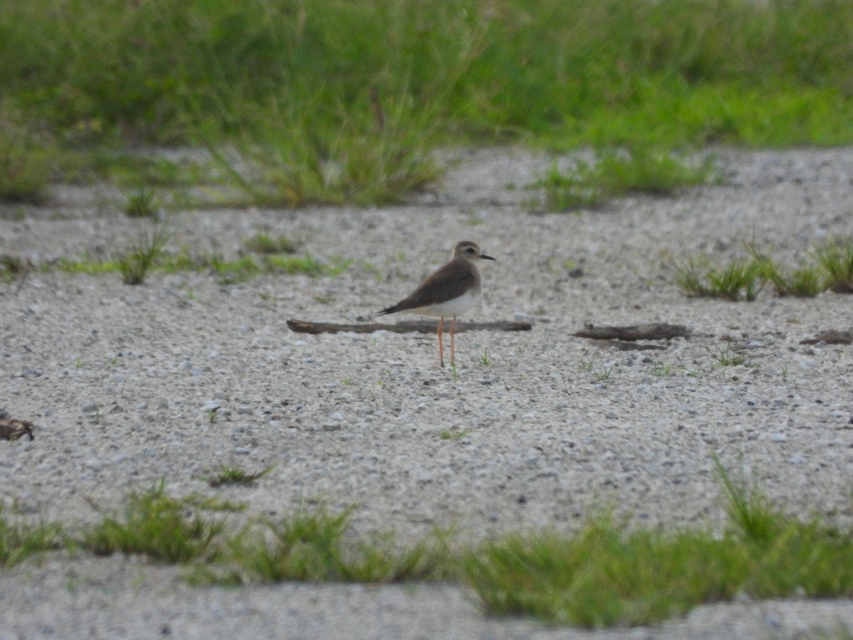 Oriental Plover - ML645122813