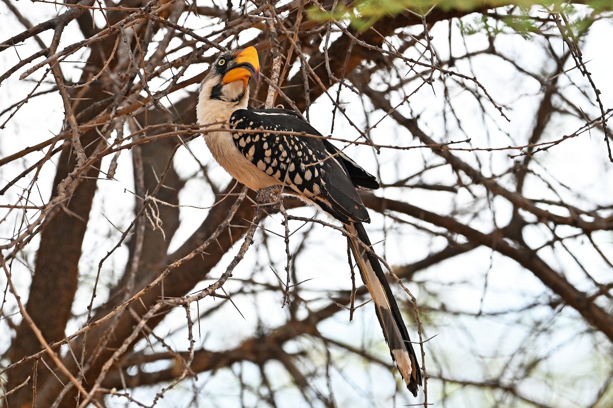 Toco Piquigualdo Norteño - ML645122814