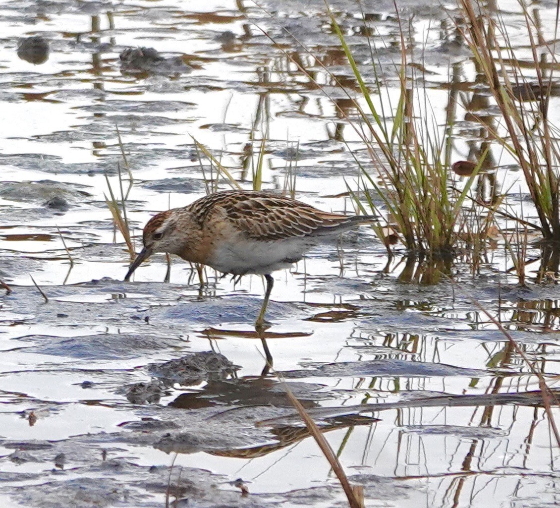 Sharp-tailed Sandpiper - ML645122815