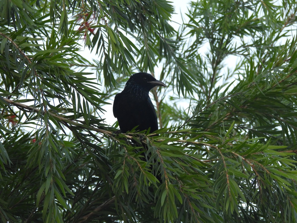 Hair-crested Drongo - ML645122836