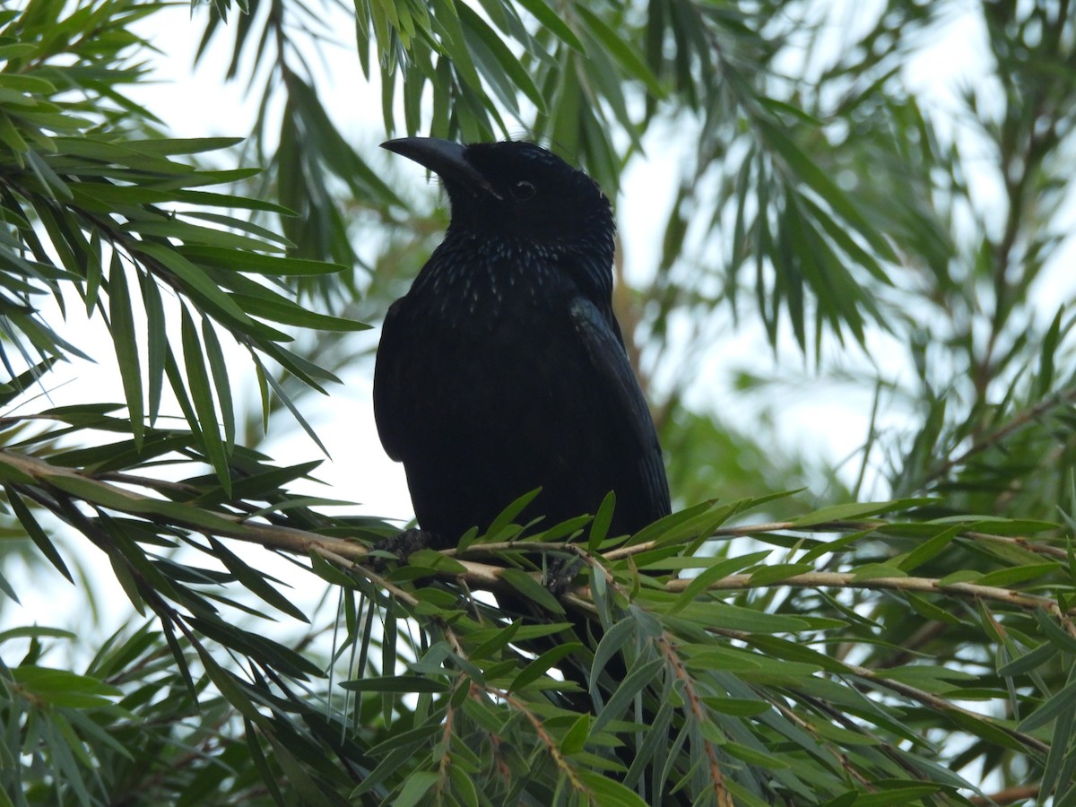 Hair-crested Drongo - ML645122837