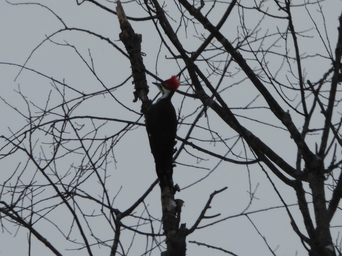 Pileated Woodpecker - ML645122845