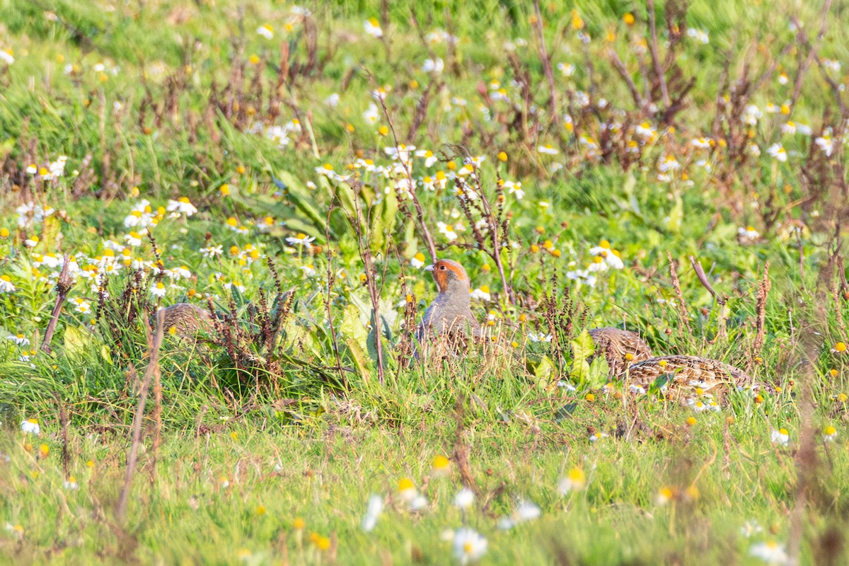 Gray Partridge - ML645122853