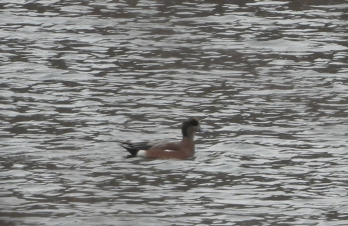 American Wigeon - ML645122865