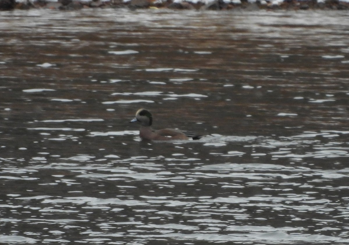 American Wigeon - ML645122871