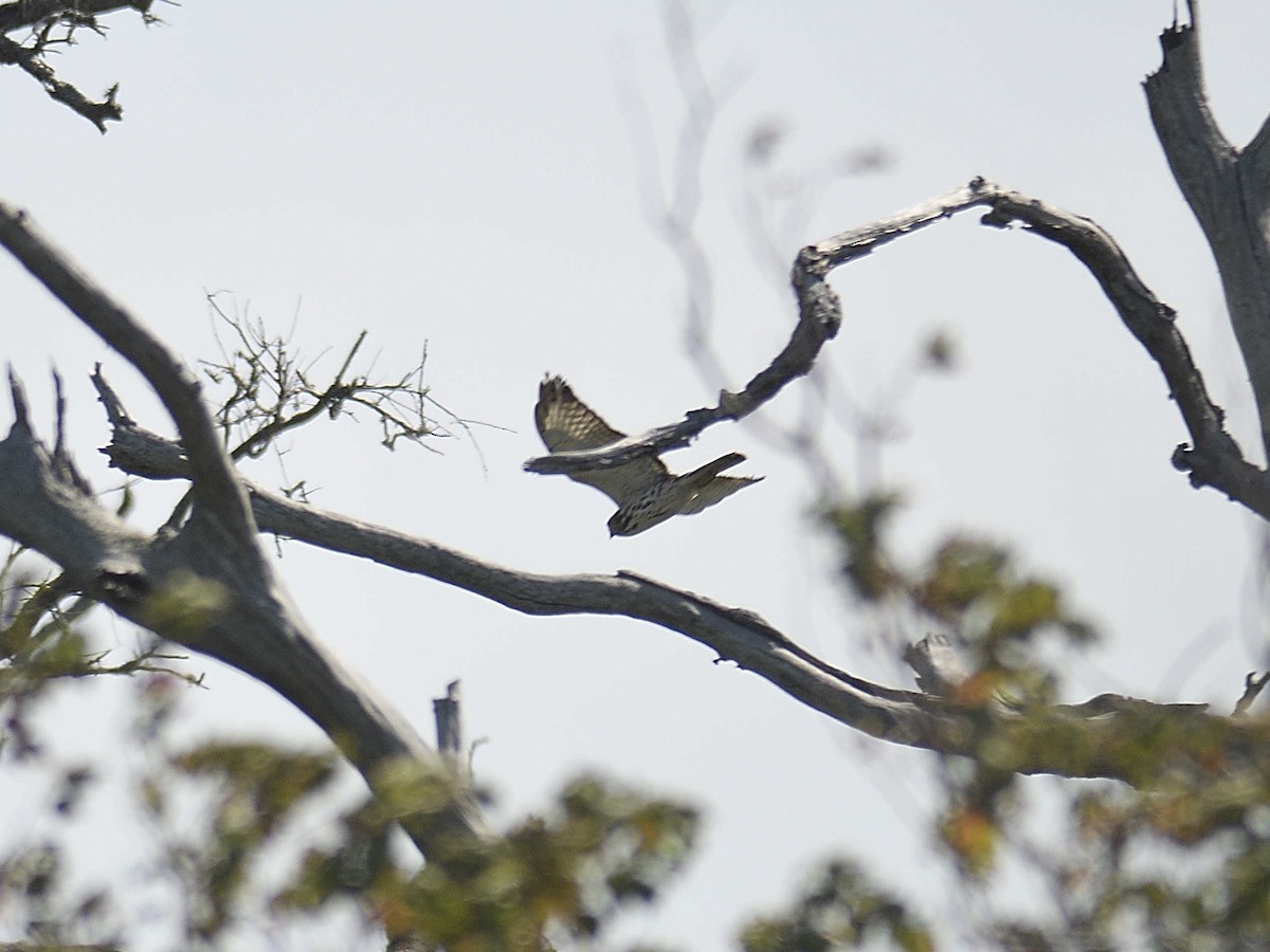 káně širokokřídlá - ML645122887