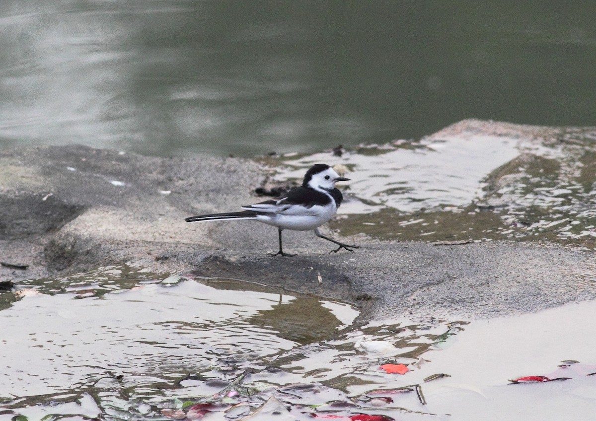 Lavandera Blanca (del Amur) - ML645122898