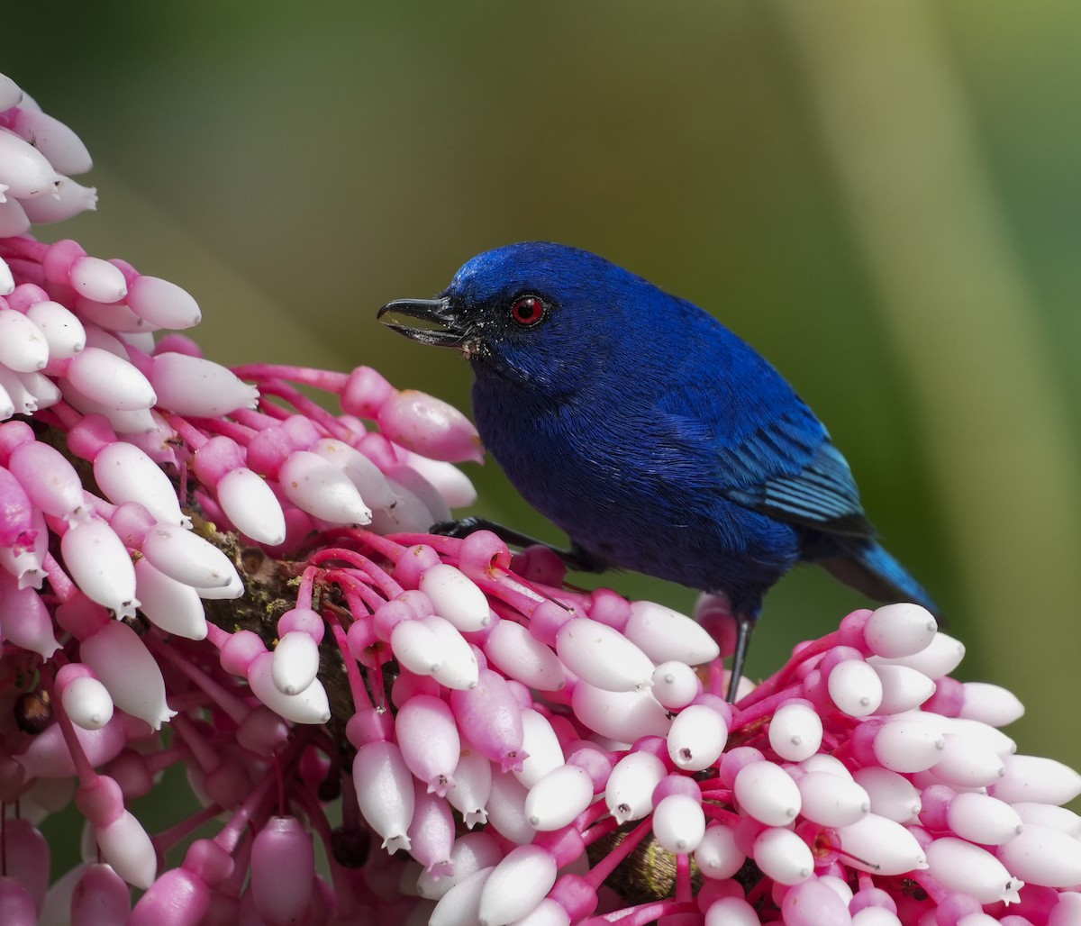 Indigo Flowerpiercer - ML645122910