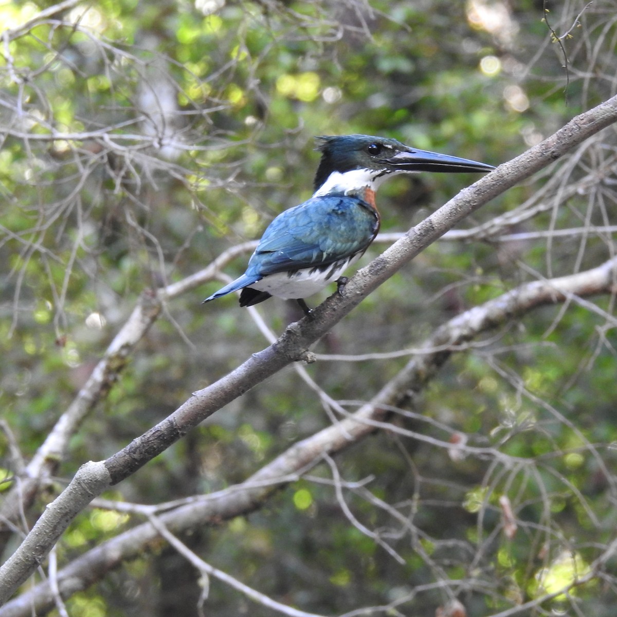 Amazon Kingfisher - ML645122915