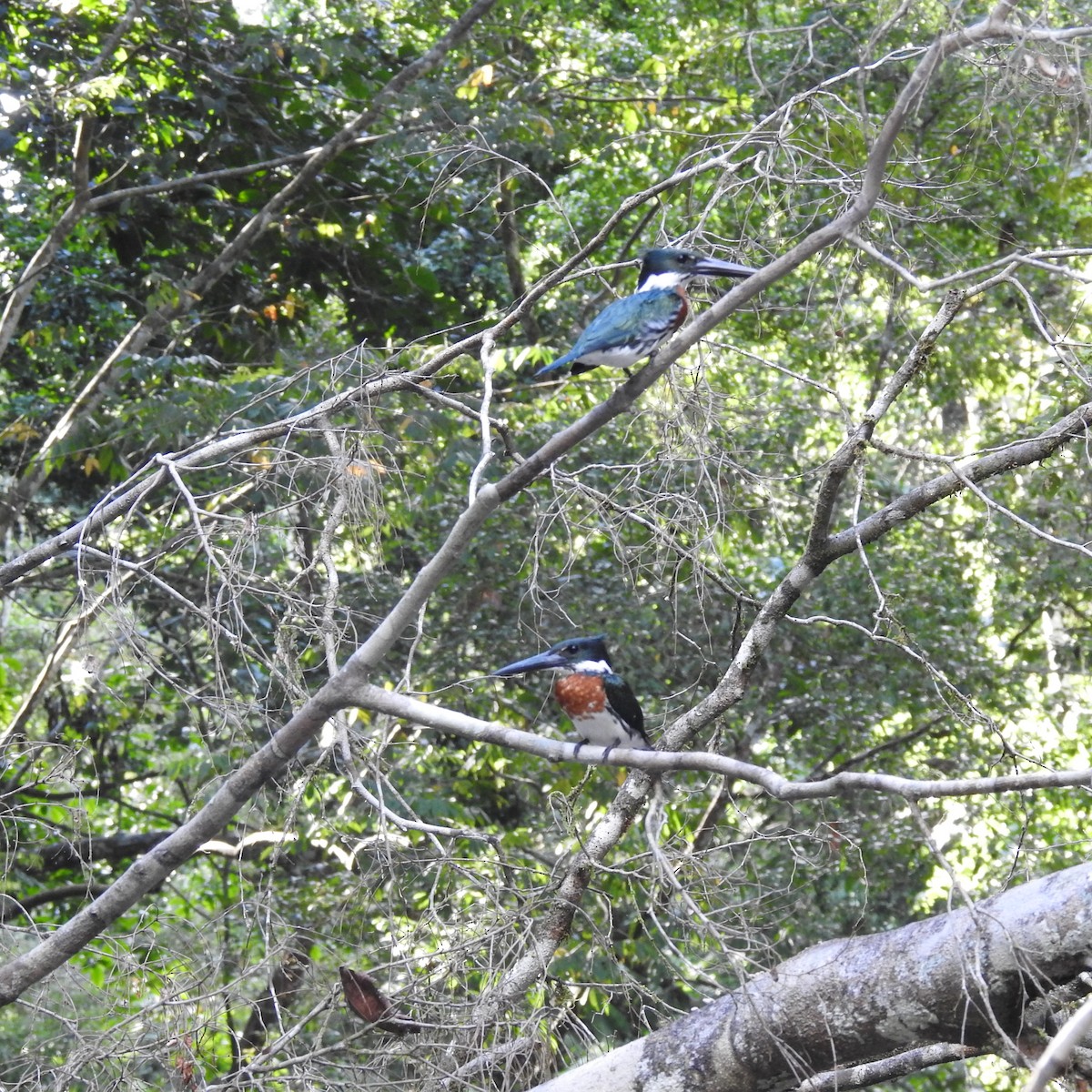 Amazon Kingfisher - ML645122928