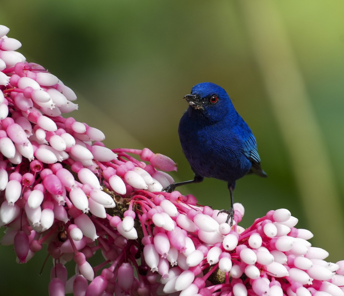 Indigo Flowerpiercer - ML645122945