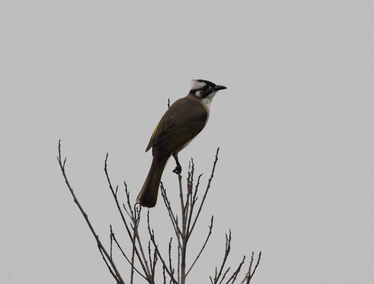 Light-vented Bulbul - ML645122977
