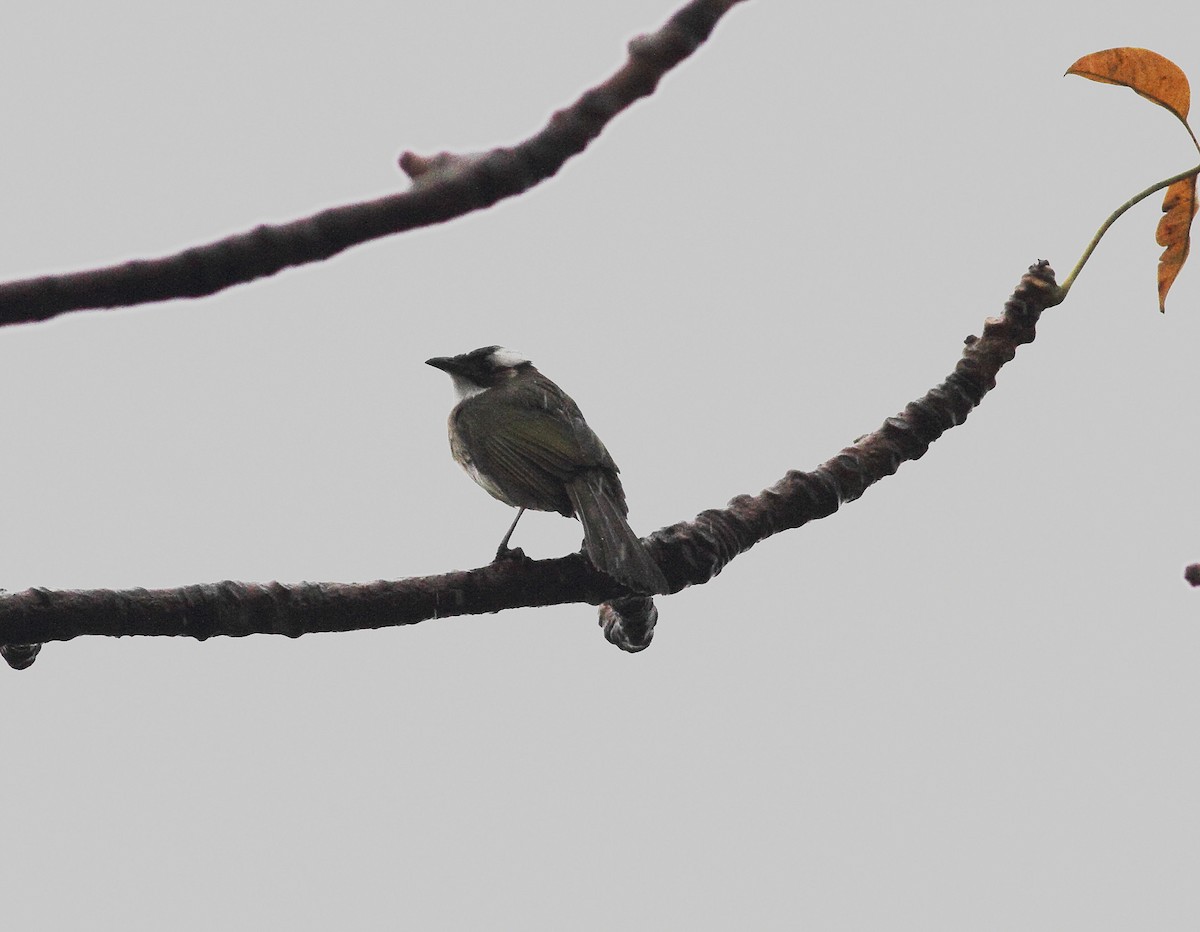 Light-vented Bulbul - ML645122978