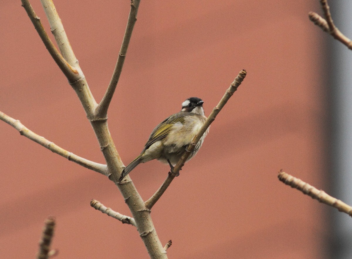 Light-vented Bulbul - ML645122980