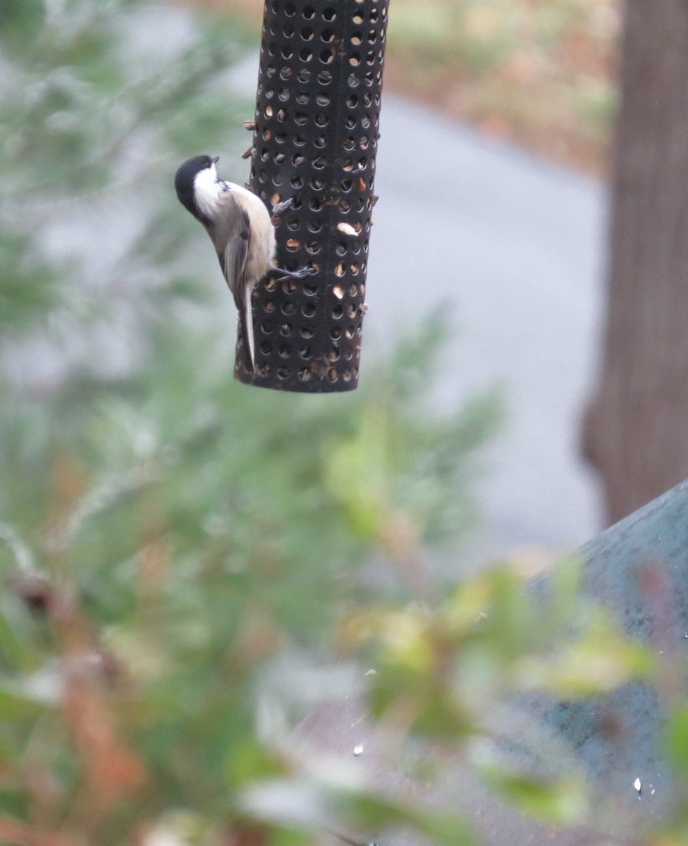 Black-capped Chickadee - ML645122991