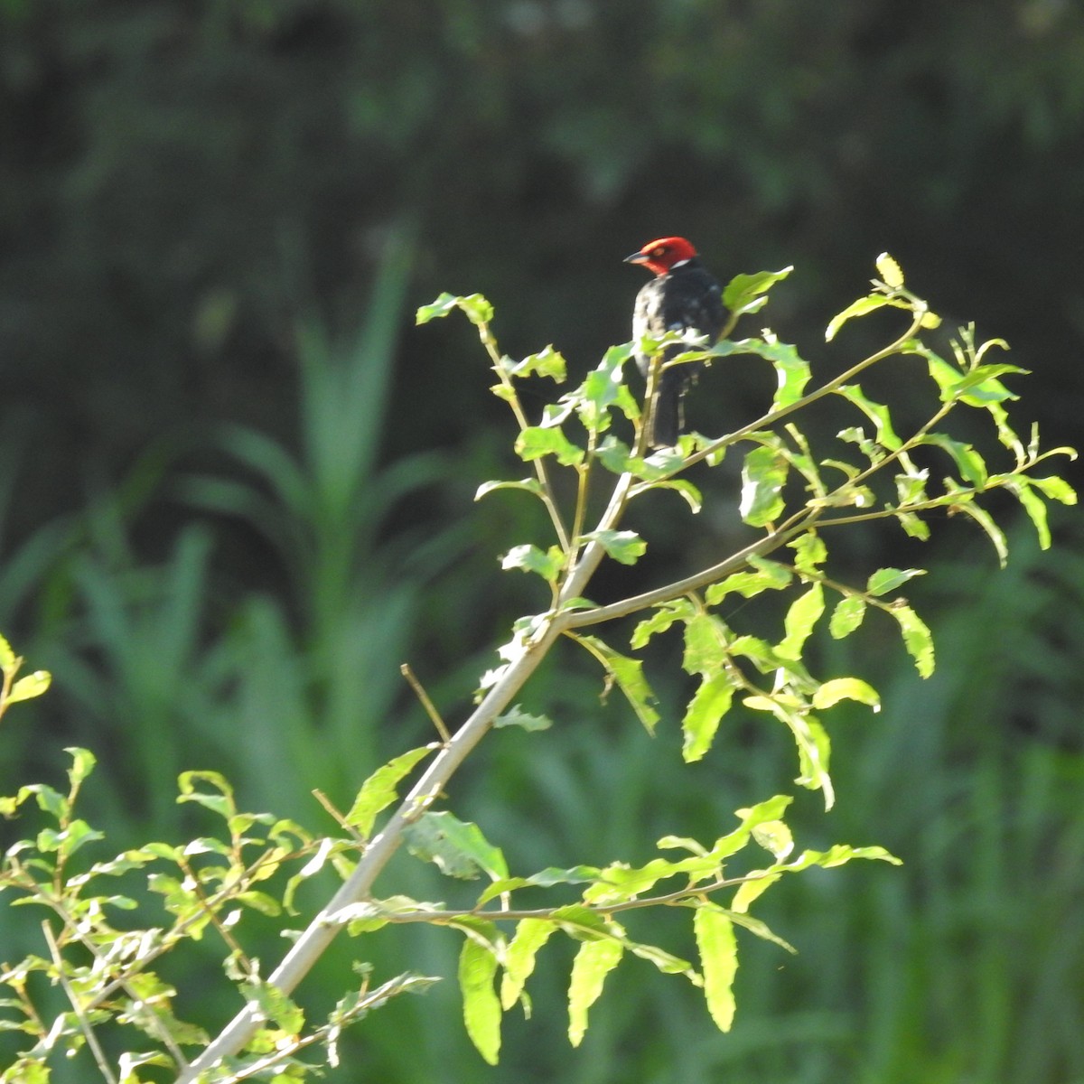 Red-capped Cardinal - ML645123004
