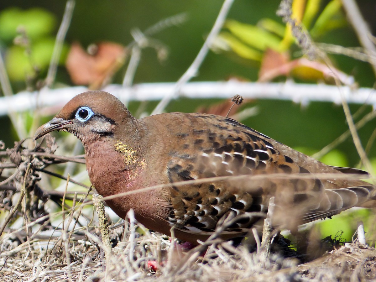 Galapagos Dove - ML645123015