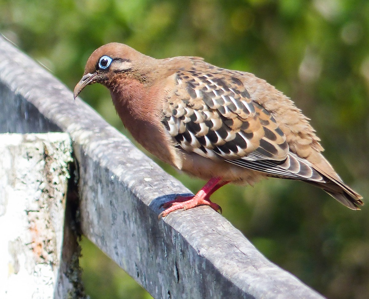 Galapagos Dove - ML645123016