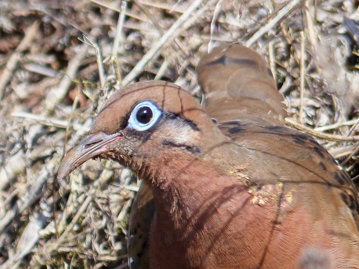 Galapagos Dove - ML645123017