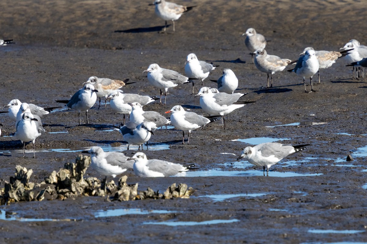 ワライカモメ - ML645123022