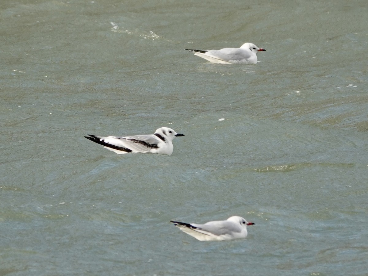 Black-legged Kittiwake - ML645123031