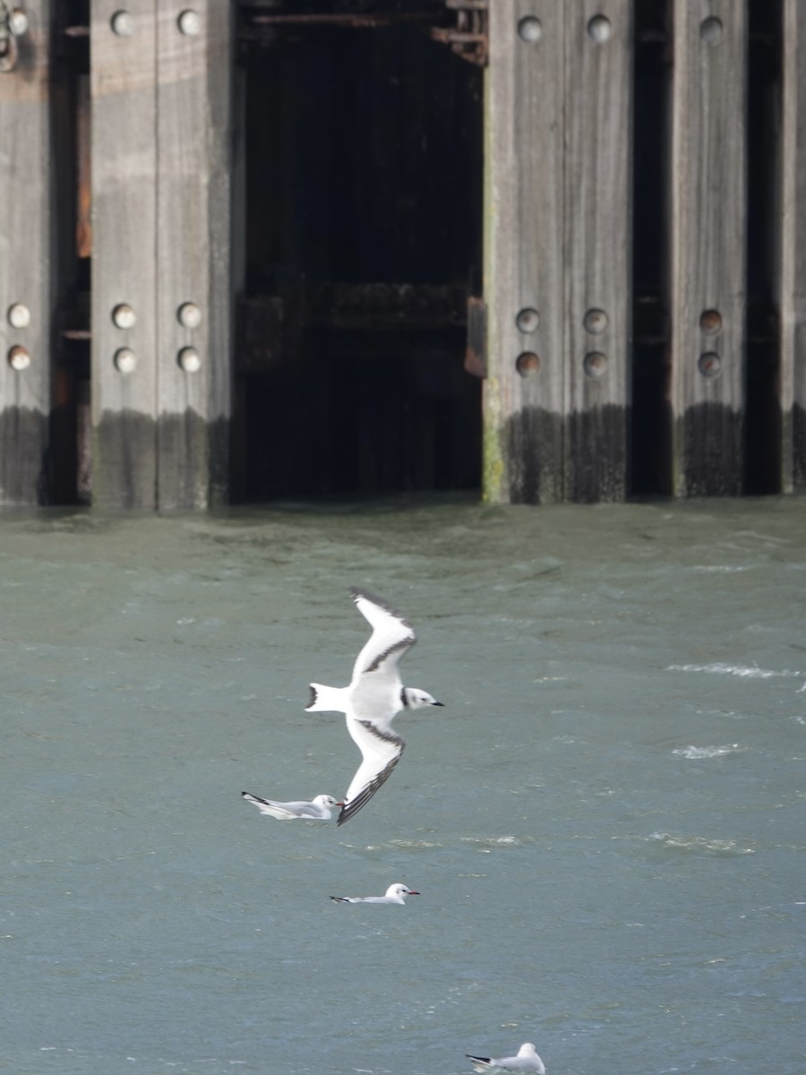 Black-legged Kittiwake - ML645123033