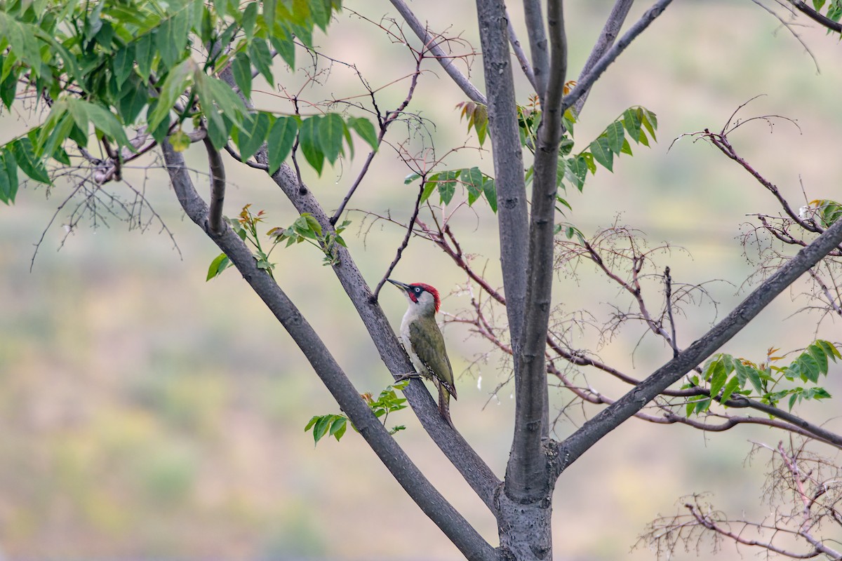 נקר ירוק - ML645123039