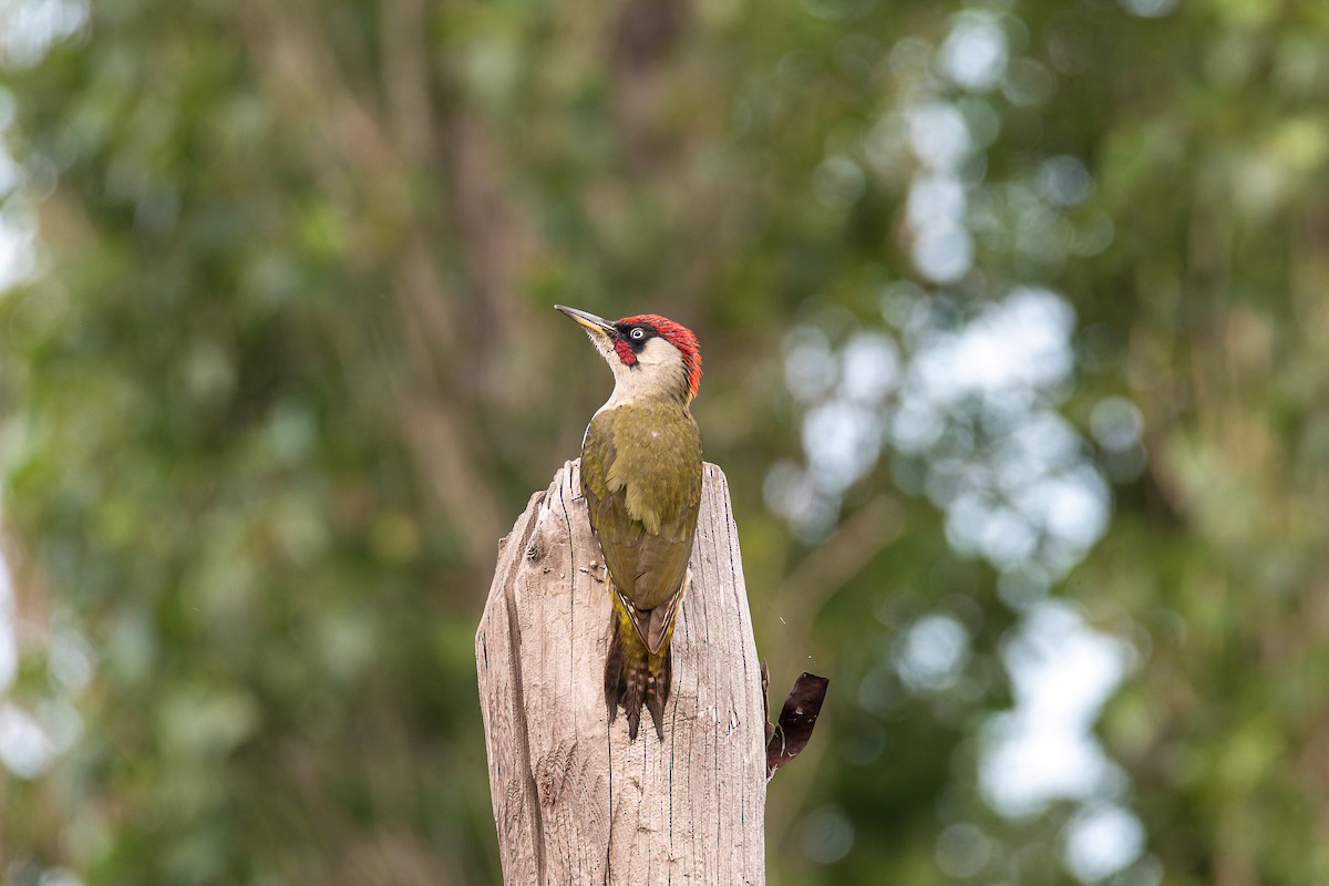 נקר ירוק - ML645123040