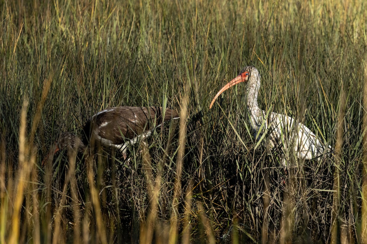 White Ibis - ML645123057