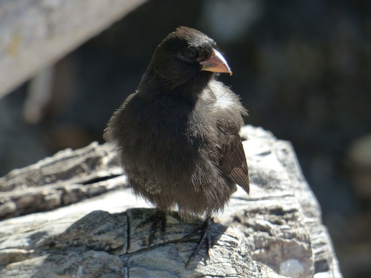Large Ground-Finch - ML645123061