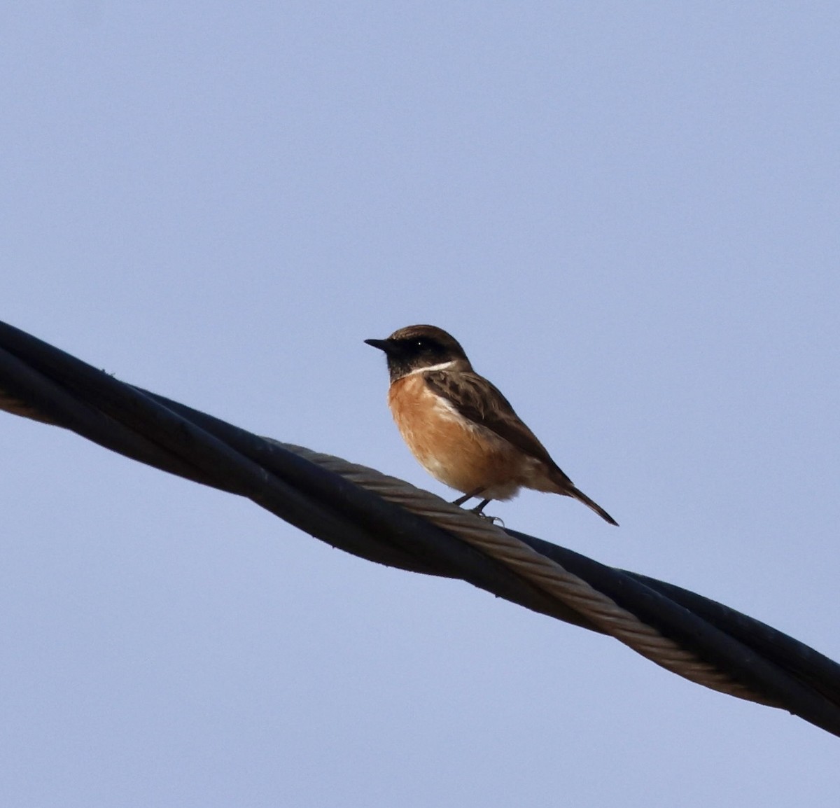 European Stonechat - ML645123063