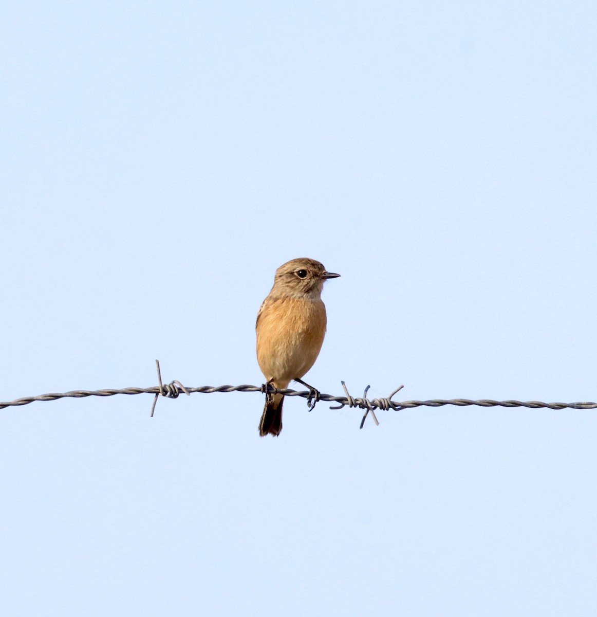 European Stonechat - ML645123064