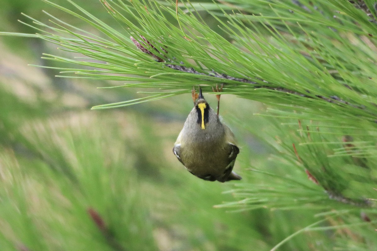 králíček obecný - ML645123087