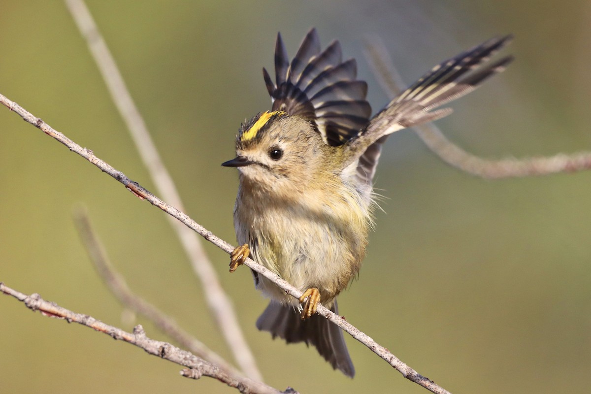 králíček obecný - ML645123088