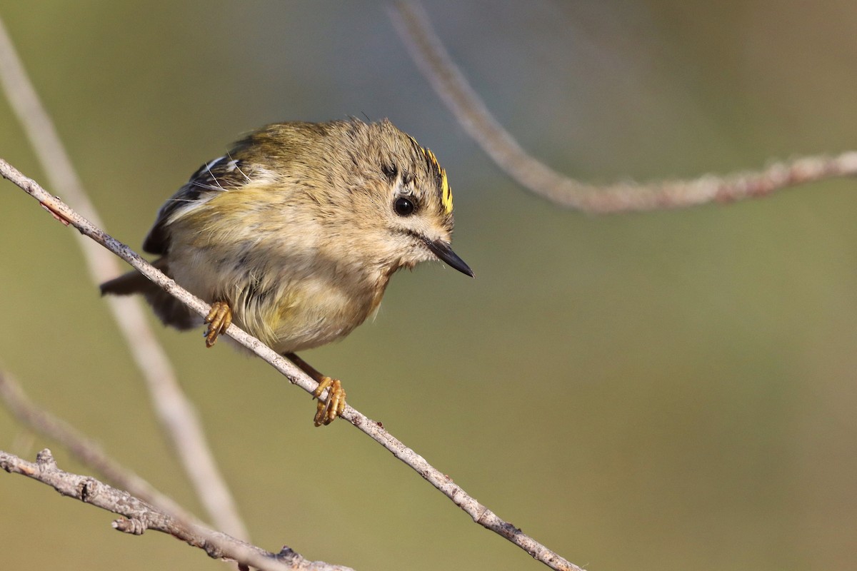 králíček obecný - ML645123089