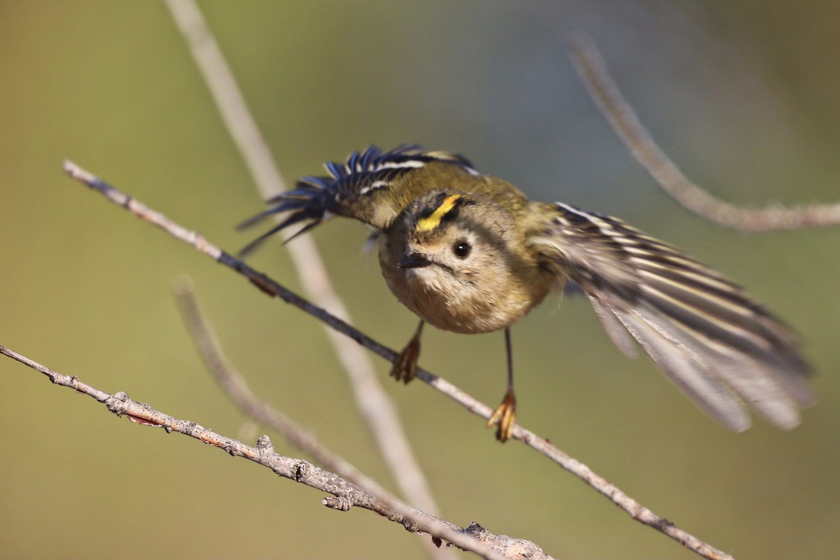 králíček obecný - ML645123090
