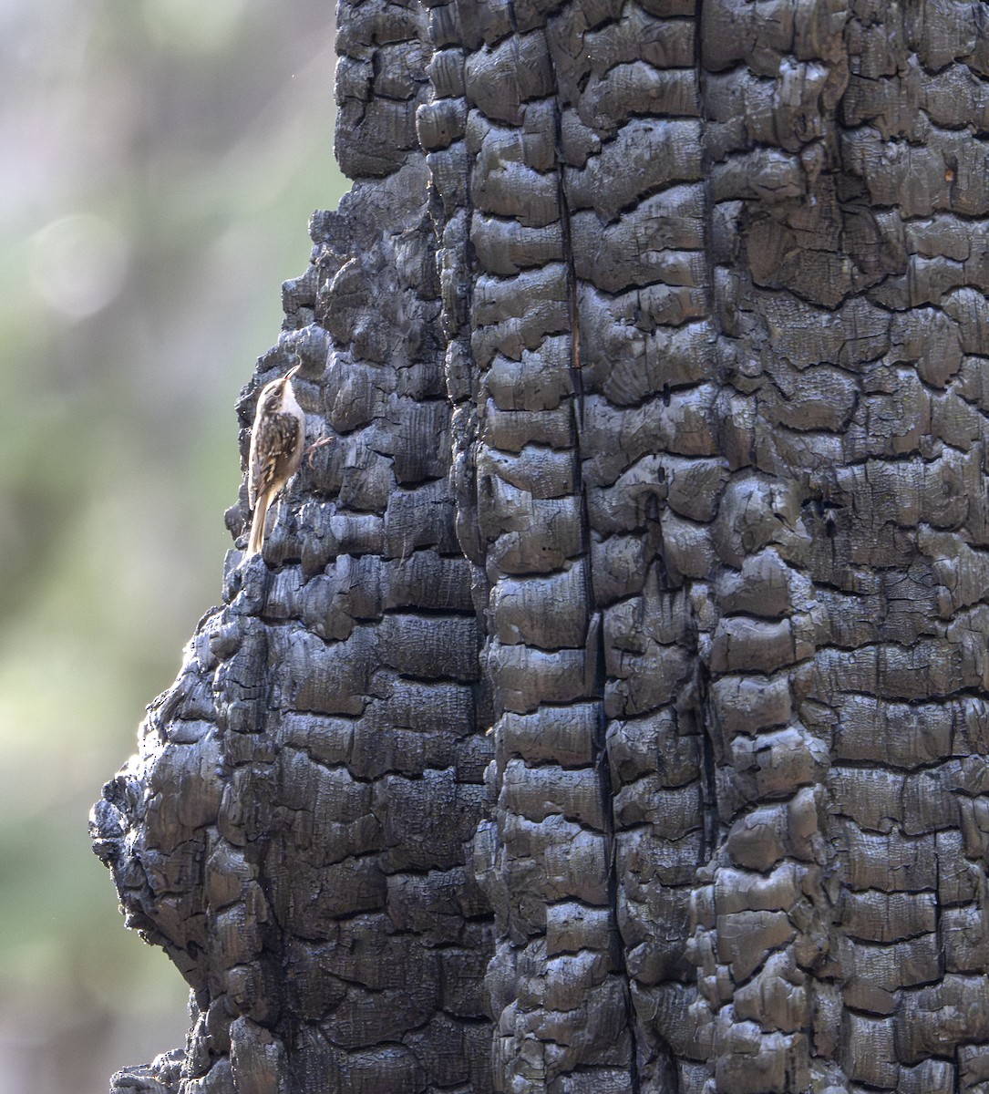 Brown Creeper - ML645123094