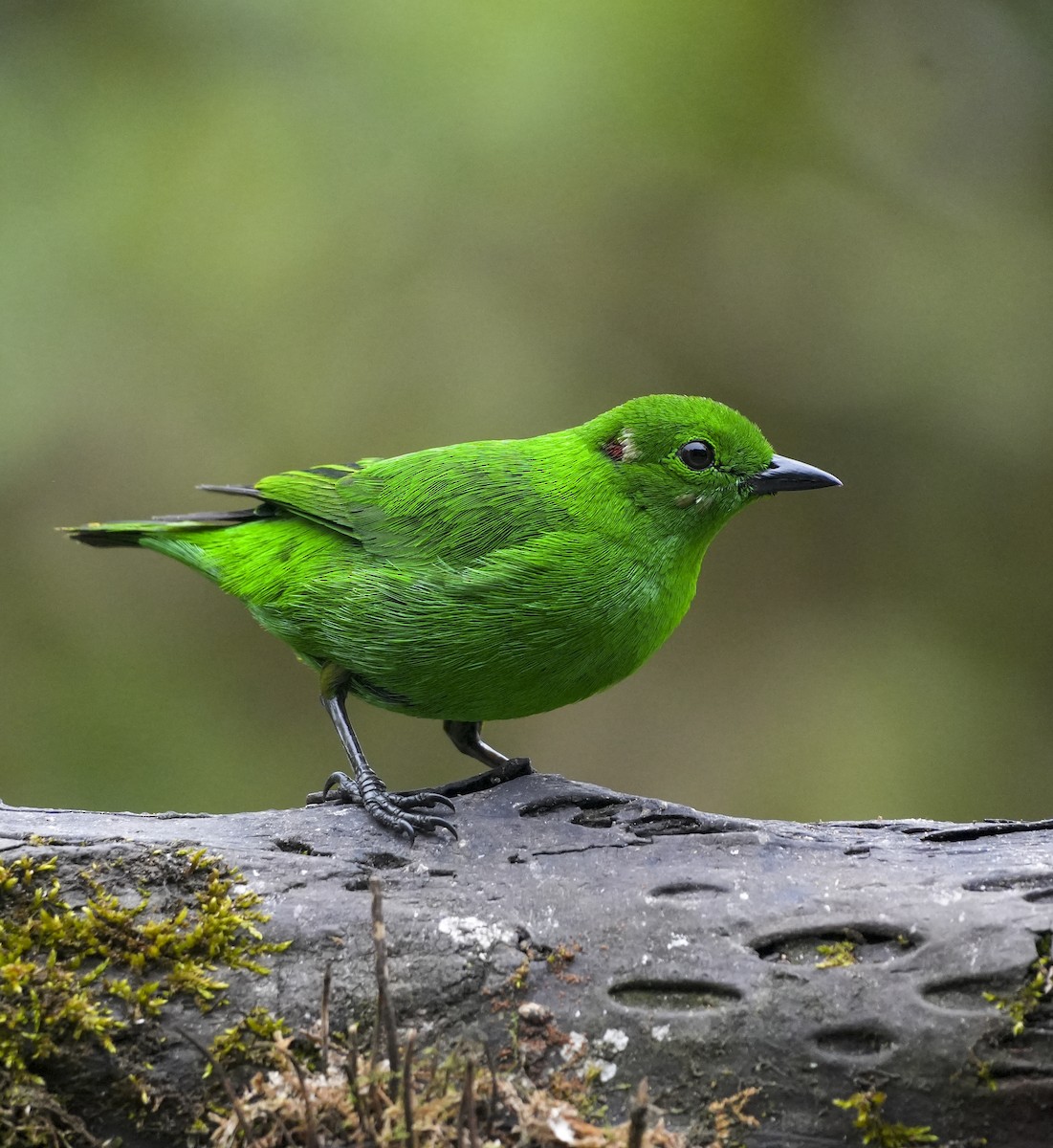 Glistening-green Tanager - ML645123117