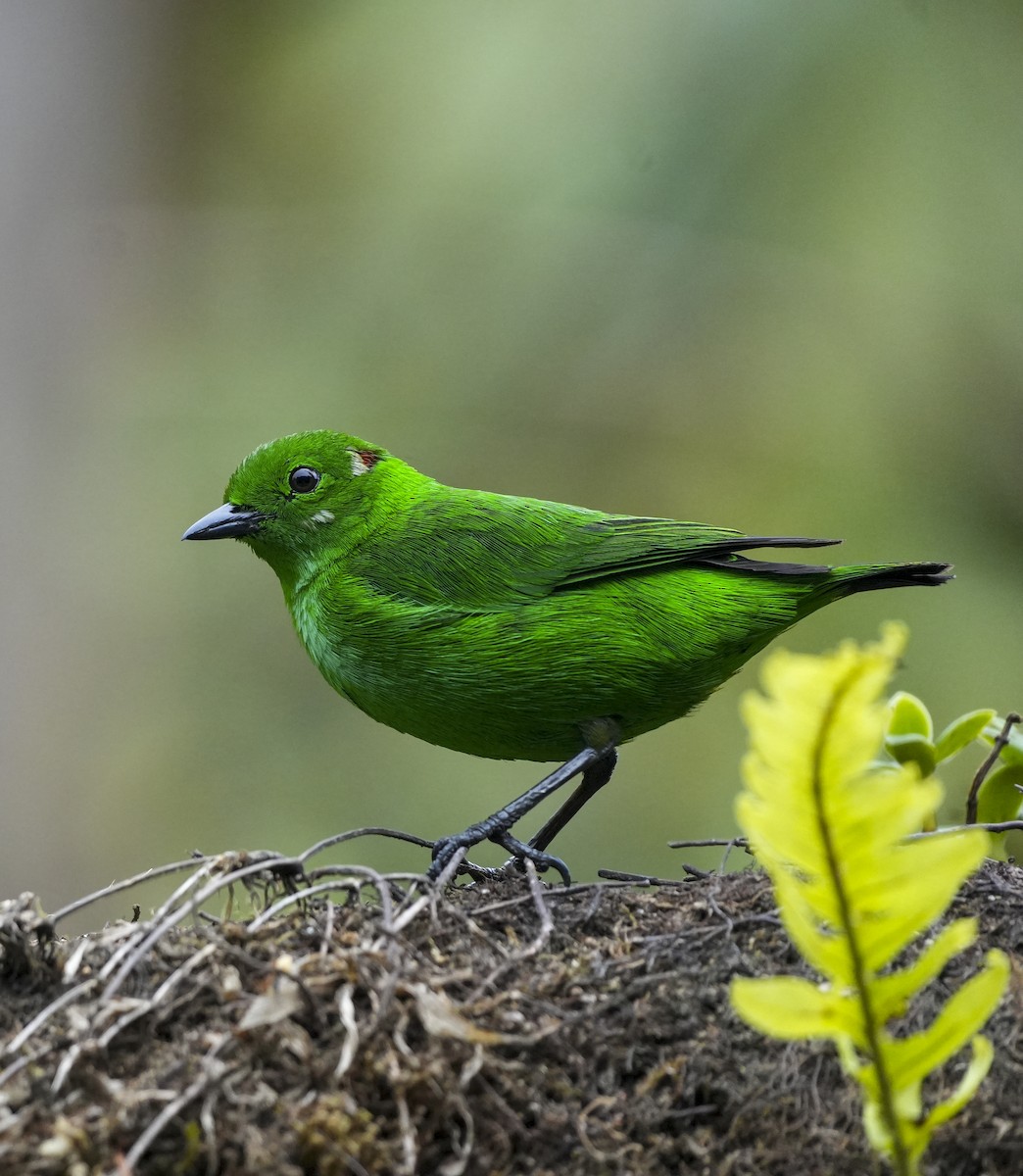 Glistening-green Tanager - ML645123118