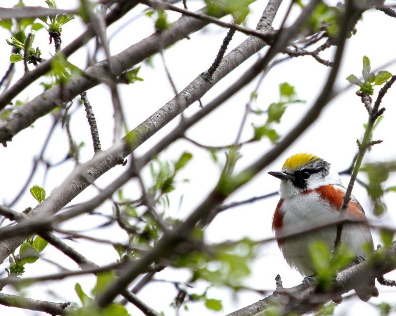 Chestnut-sided Warbler - ML645123140