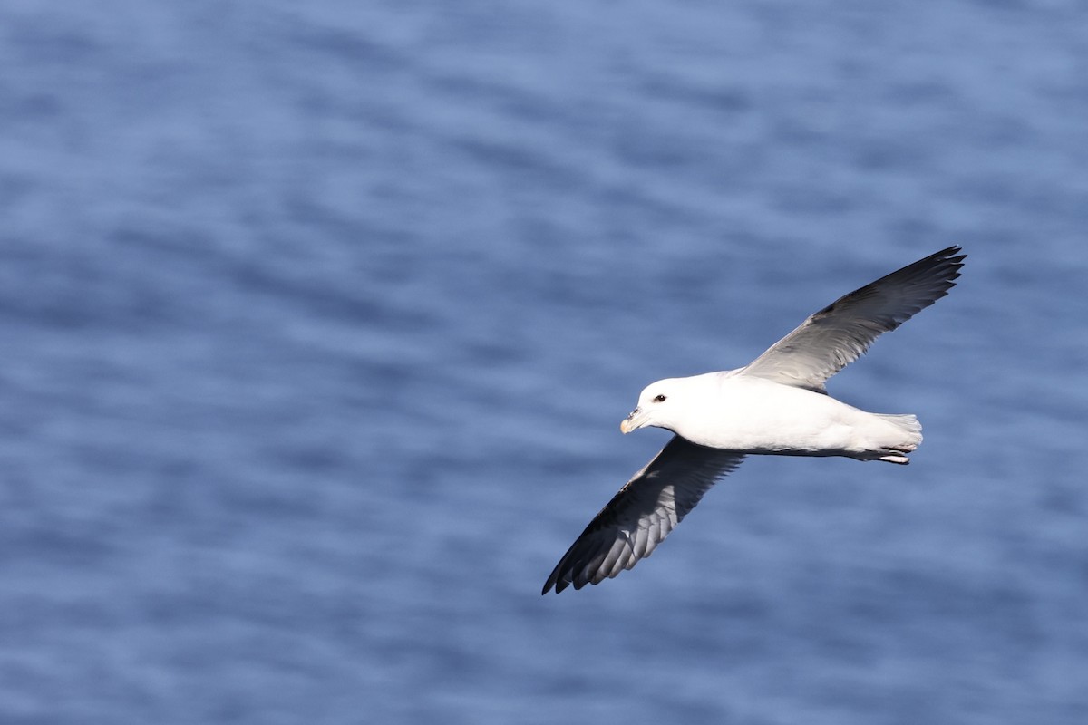 Northern Fulmar - ML645123152