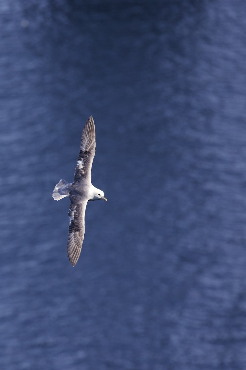 Northern Fulmar - ML645123155